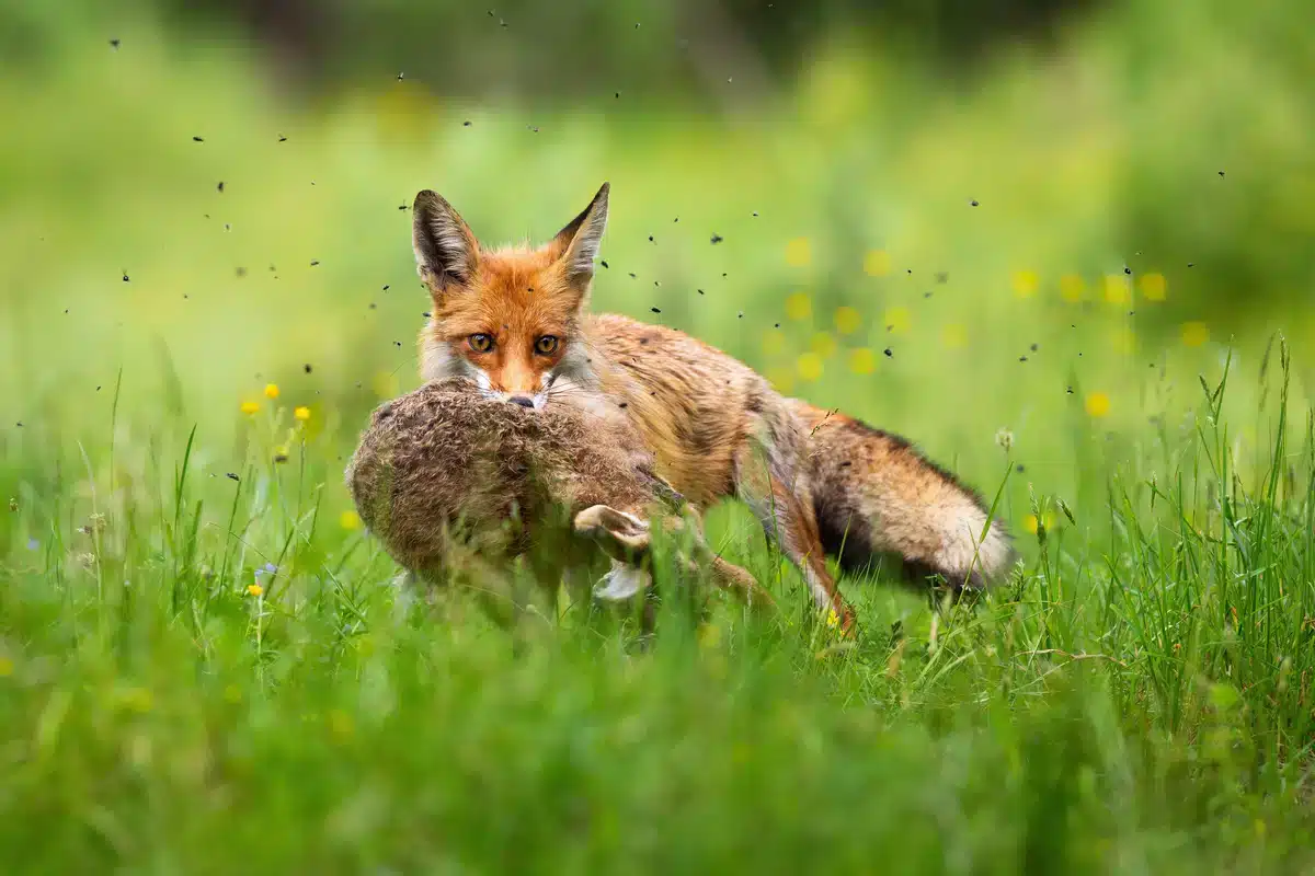 Feldhase Feind - der Fuchs - Wildtiere in Europa