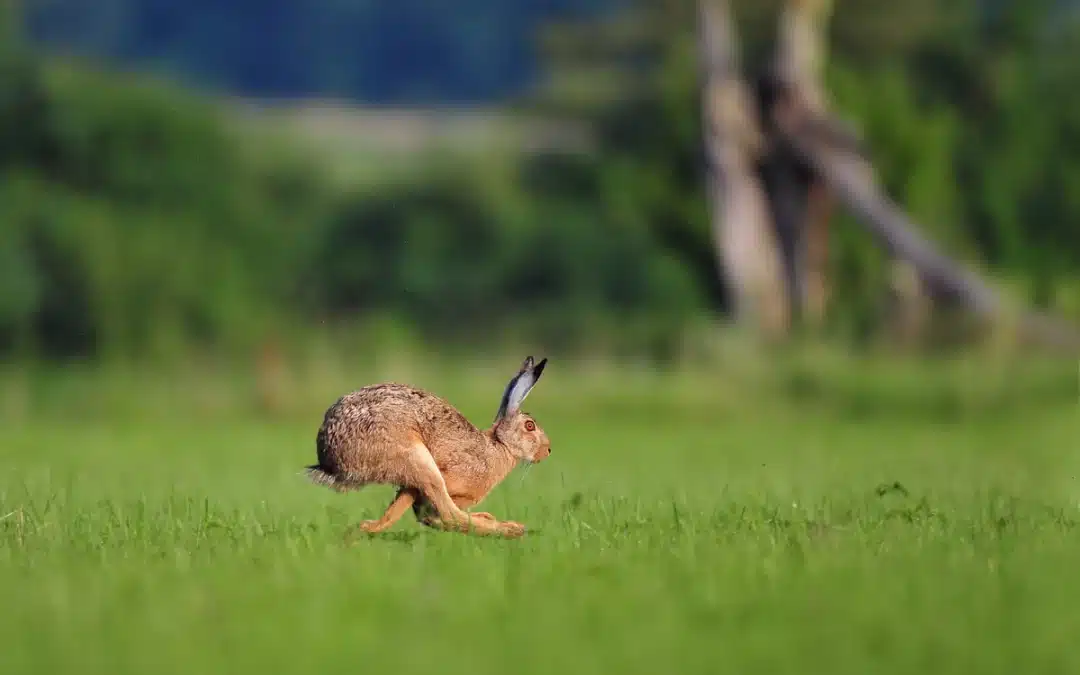 Feldhase Geschwindigkeit