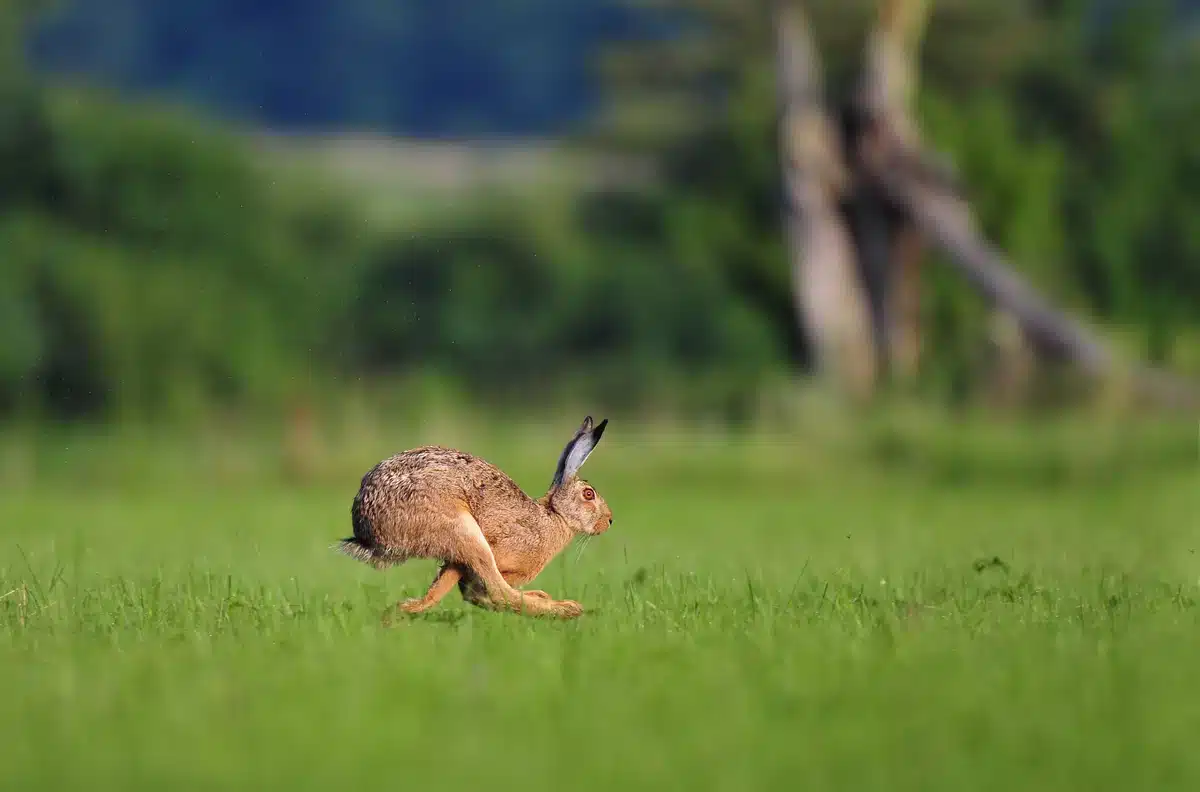 Feldhase Geschwindigkeit - Wildtiere in Europa