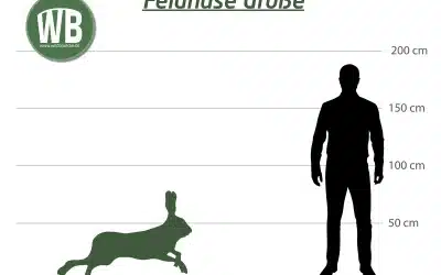 Wie groß wird ein Feldhase?