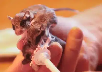 Gartenschläfer Babys in einer Auffangstation - Wildtiere in Europa (1) (1)