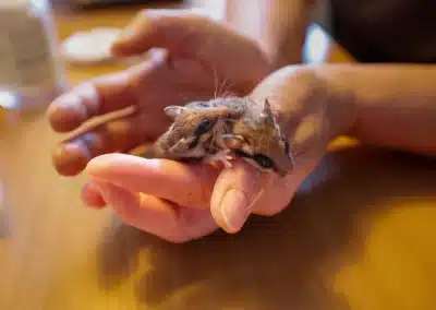 Gartenschläfer Babys in einer Auffangstation - Wildtiere in Europa (3)