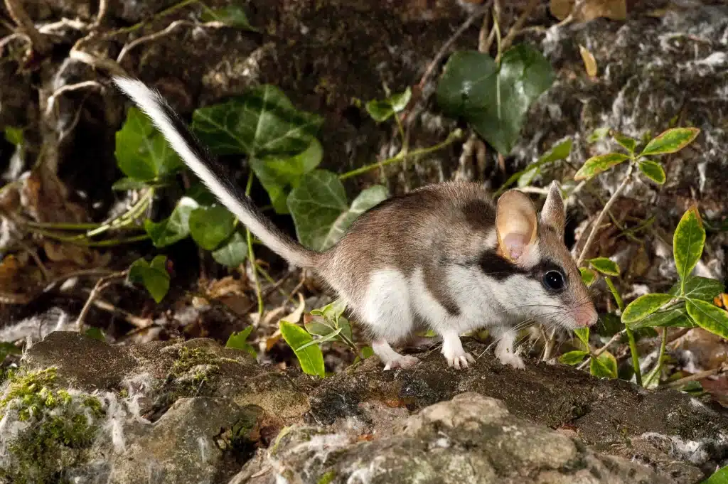 Gartenschläfer Geräusche - Wildtiere in Europa