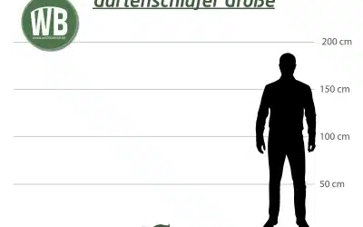 Gartenschläfer Größe – Ein umfassender Überblick