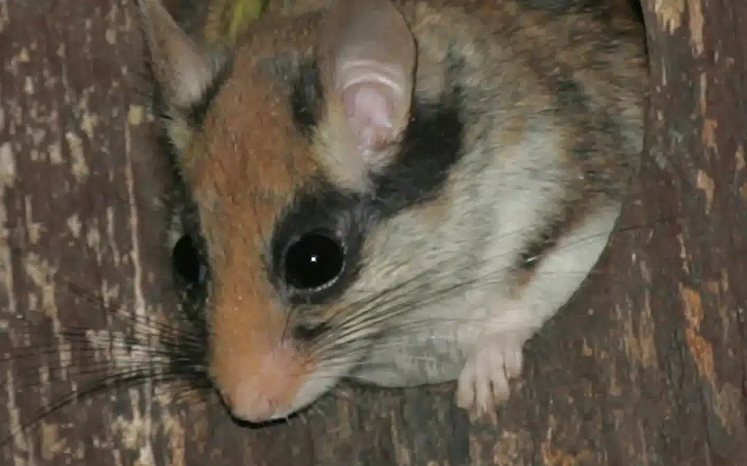 Gartenschläfer Nistkasten – Ein Leitfaden für deinen Garten