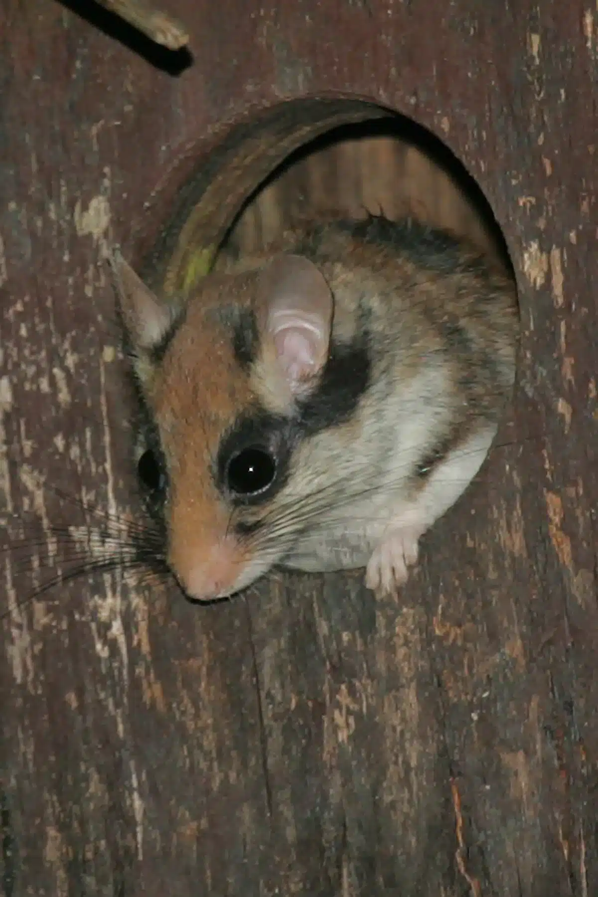 Gartenschläfer Nistkasten - Wildtiere in Europa