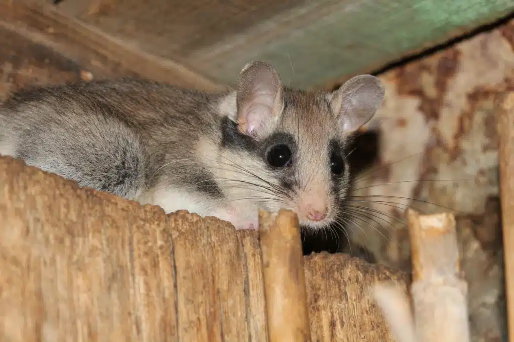 Gartenschläfer im Haus - Wildtiere in Europa