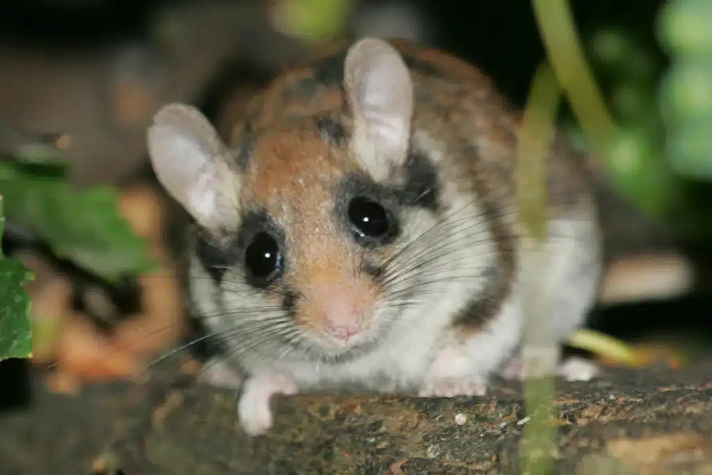 Gartenschläfer vertreiben - Wildtiere in Europa