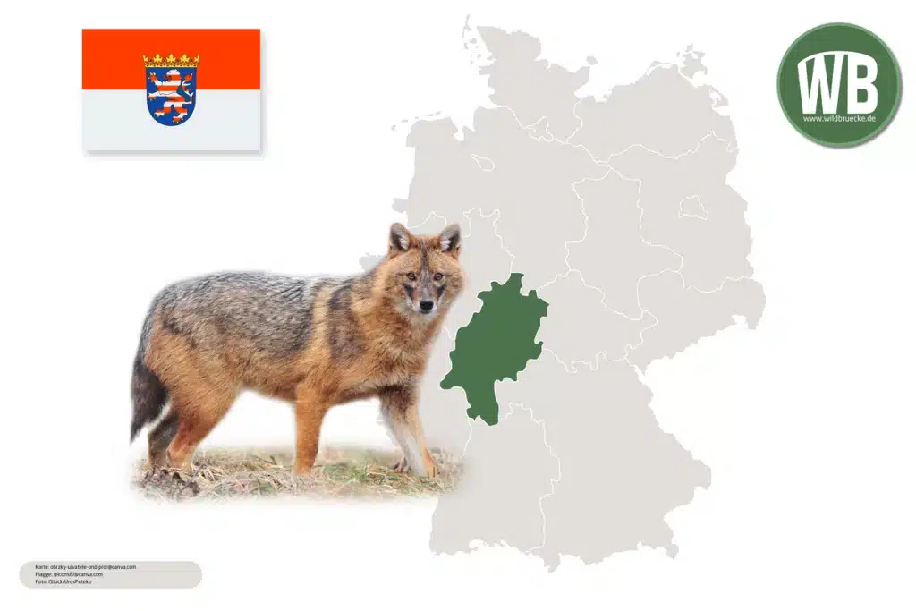 Goldschakal in Hessen - Wildtiere in Europa