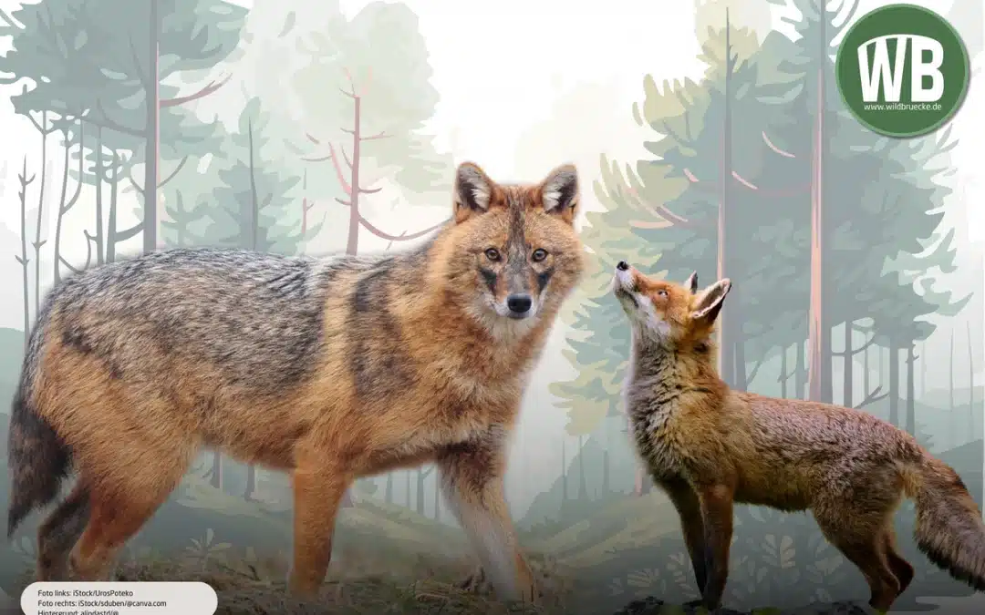 Goldschakal und Fuchs – Gemeinsamkeiten und Unterschiede im Vergleich