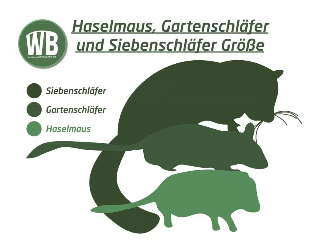 Haselmaus, Gartenschläfer und Siebenschläfer Größe - Wildtiere in Europa