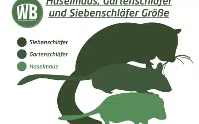 Unterschied Haselmaus, Gartenschläfer und Siebenschläfer – Ein Vergleich