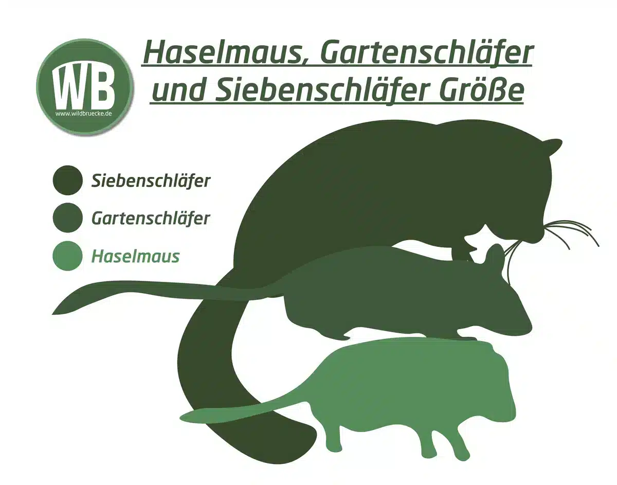 Haselmaus Größe - Wildtiere in Europa