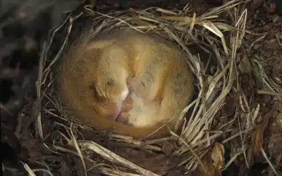 Haselmaus Winterschlaf