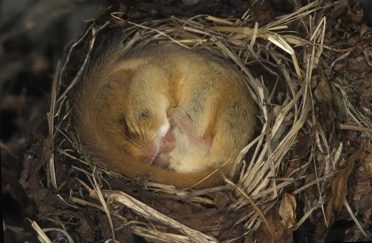 Haselmaus Winterschlaf - Wildtiere in Europa