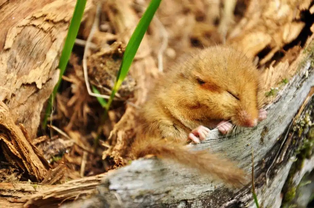 Haselmaus schläft - Wildtiere in Europa