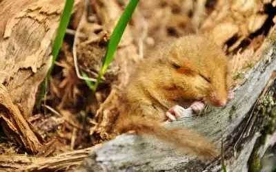 Haselmaus schläft – Schlafgewohnheiten und Winterschlaf