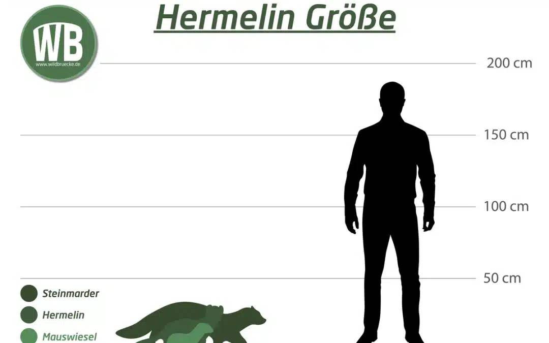 Hermelin Größe – Ein Vergleich zu Mauswiesel, Steinmarder und dem Menschen