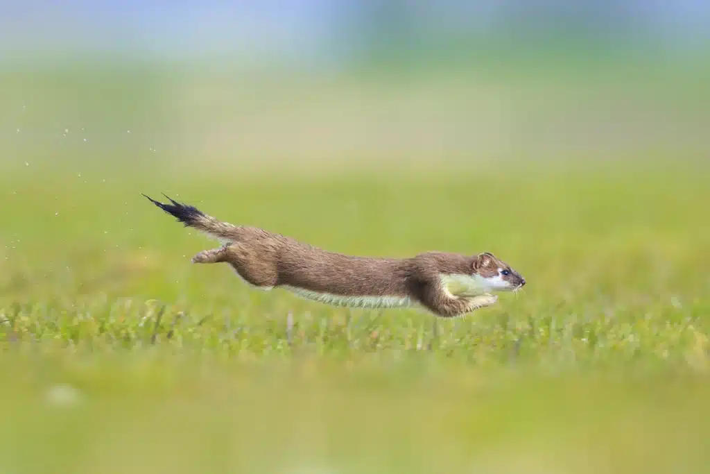 Hermelin Lebensraum - Wildtiere in Europa