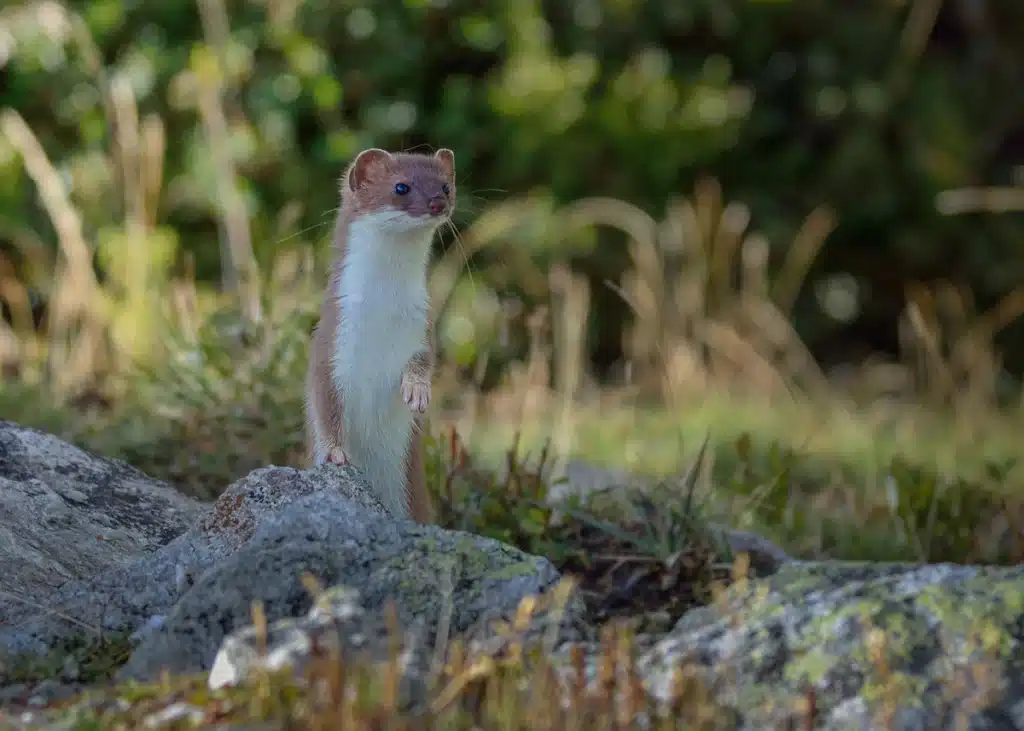 Hermelin Wiesel - Wildtiere in Europa