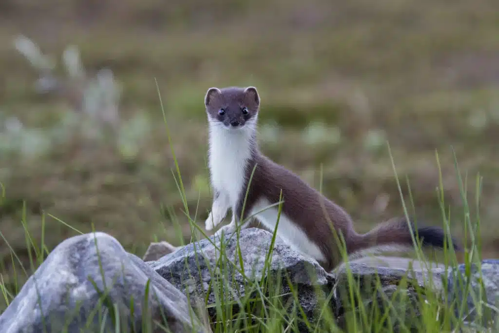 Hermelin als Haustier - Wildtiere in Europa