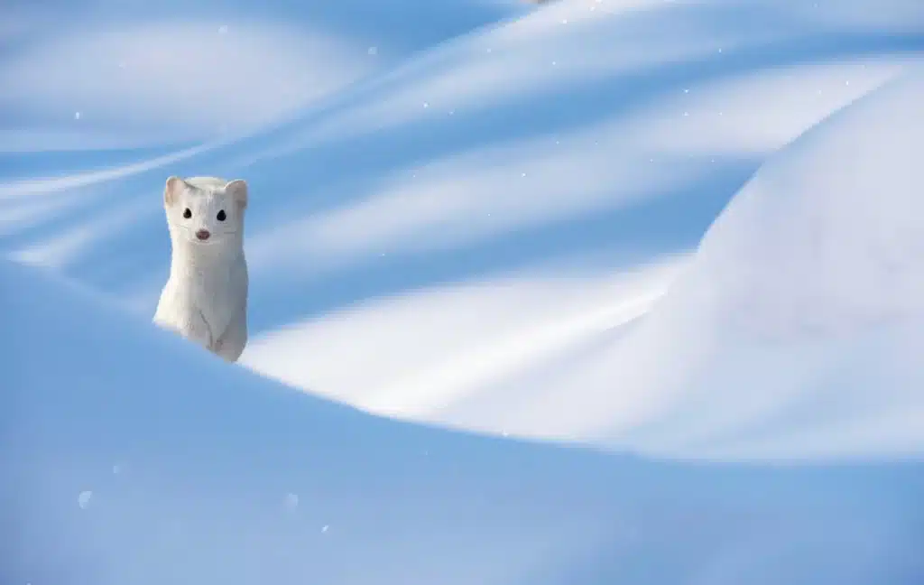 Hermelin in weiß - Wildtiere in Europa