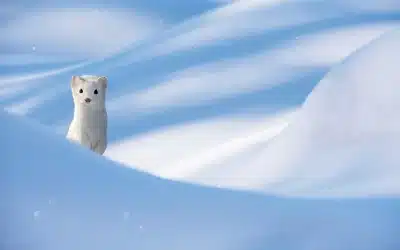 Hermelin in Weiß – Ein Naturwunder der Tarnung im Winter