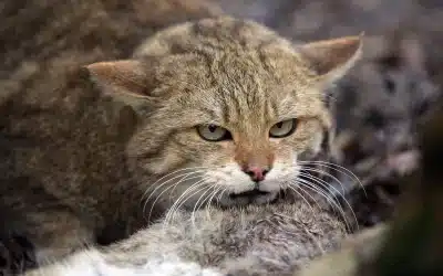 Sind Wildkatzen gefährlich? – Mythen und Realität im Überblick