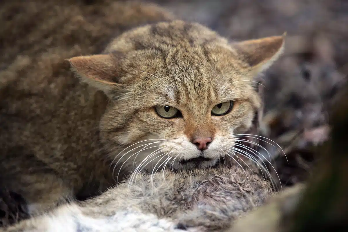 Ist die Wildkatze gefährlich - Wildtiere in Europa