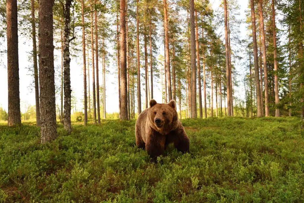 Lebensraum Braunbär- Wildtiere in Europa