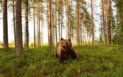 Lebensraum Braunbär – Ein Blick in die natürlichen Lebensräume dieser mächtigen Wildtiere