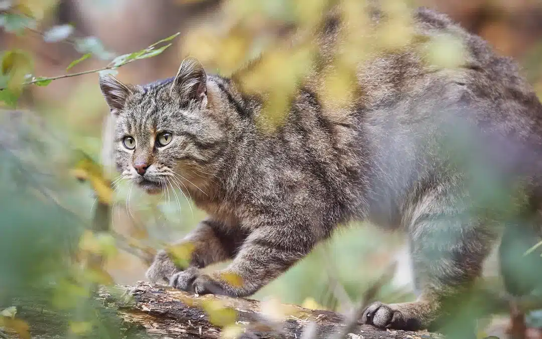 Lebensraum der Wildkatze – Natürliche Habitaten, Herausforderungen und Schutz