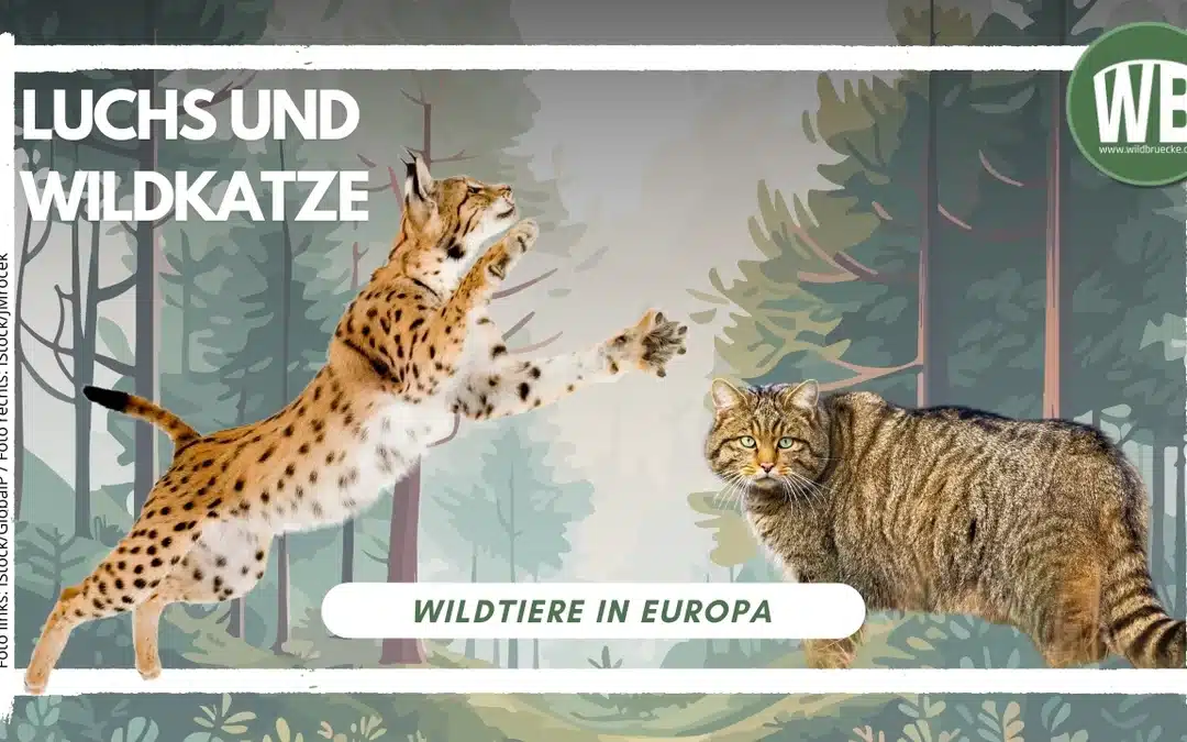 Luchs und Wildkatze – Unterschiede zwischen Luchs und Wildkatze