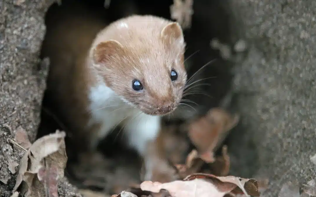 Mauswiesel Bau – Der unterschätzte Lebensraum der kleinen Wildtiere