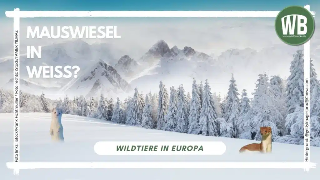 Mauswiesel in weiß - Wildtiere in Europa