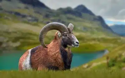 Mufflon in Deutschland – Verbreitung und Bedeutung
