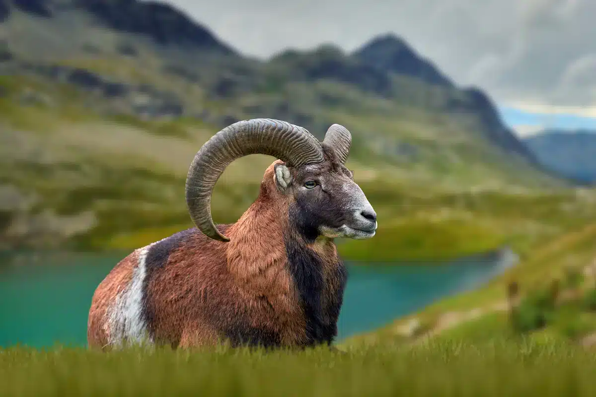 Mufflon Deutschland - Wildtiere in Europa