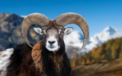 Mufflon Schafe