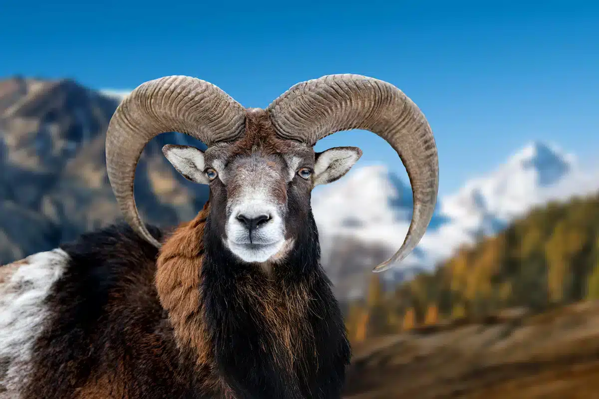 Mufflon Schafe - Wildtiere in Europa