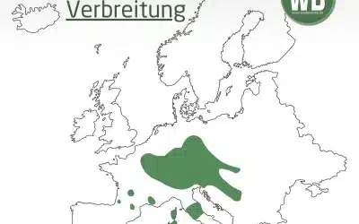 Mufflon Verbreitung Deutschland Karte – Wo lebt das Wildschaf?