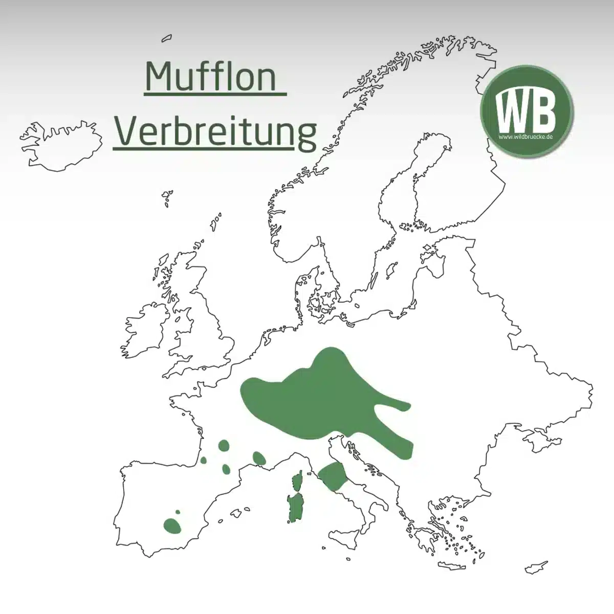 Mufflon Verbreitung Deutschland Karte - Wildtiere in Europa