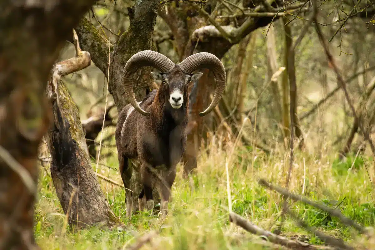 Mufflon Verbreitung Deutschland - Wildtiere in Europa