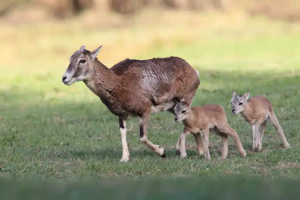Mufflon Weibchen mit Lämmer - Wildtiere in Europa