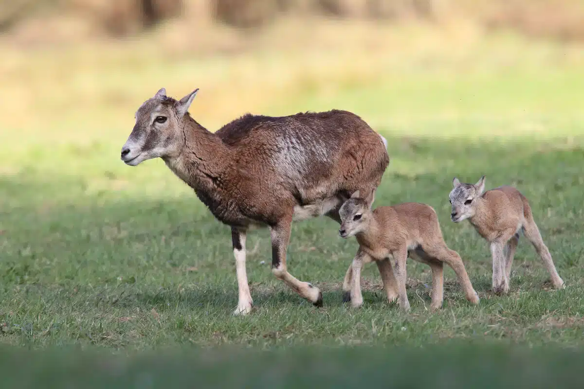 Mufflon Weibchen mit Lämmer - Wildtiere in Europa