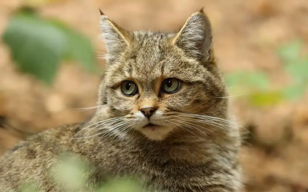 Wildkatze Europa – Verbreitung, Lebensräume und Gefährdung