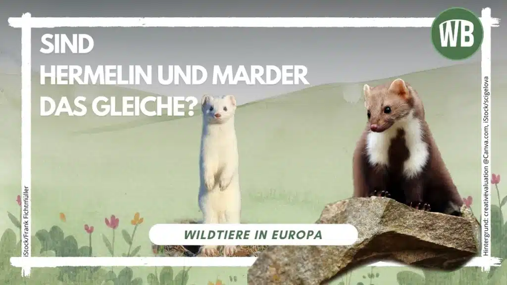 Sind Hermelin und Marder das Gleiche - Wildtiere in Europa