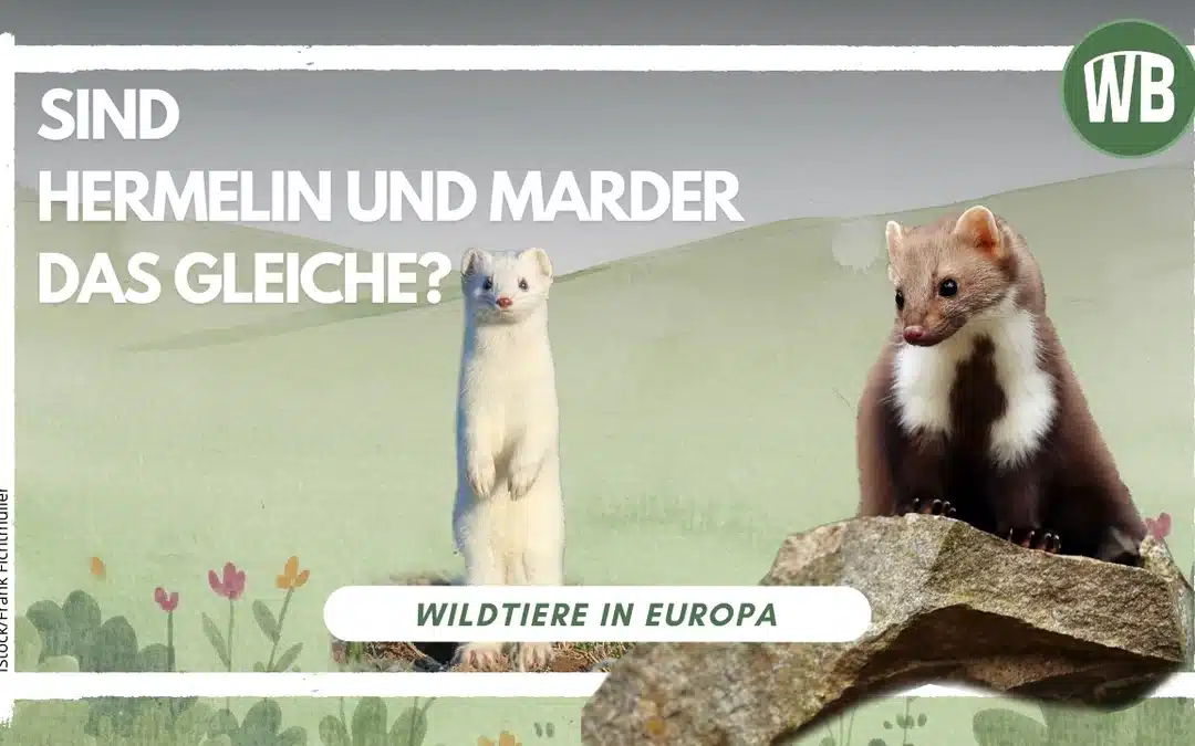 Sind Hermelin und Marder das Gleiche?