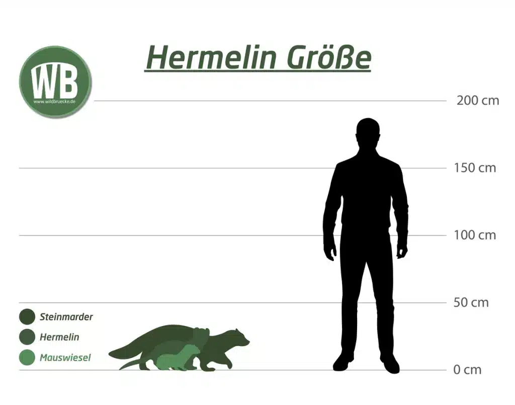 Steinmarder Größe - Wildtiere in Europa