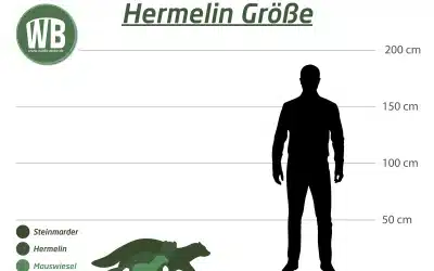 Steinmarder Größe – Wie groß wird ein Steinmarder?