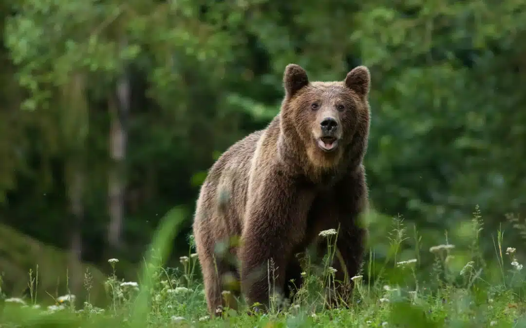 Braunbär im Oberallgäu – Ein seltener Besucher in den Alpenwäldern